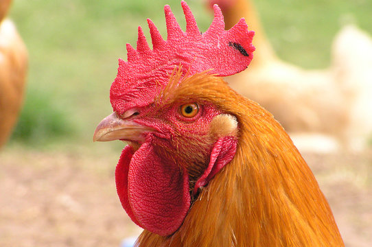 Coq, poule, poulet