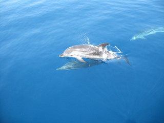 Dauphins golf de Corinthe