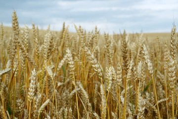 Fototapeta premium field of the corn prior to ingathering