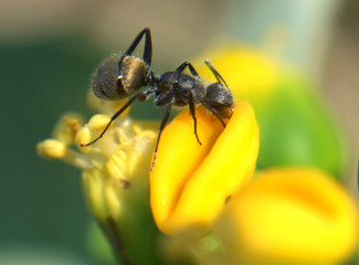 Close up of an ant 