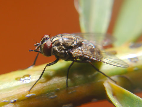 Isolated fly
