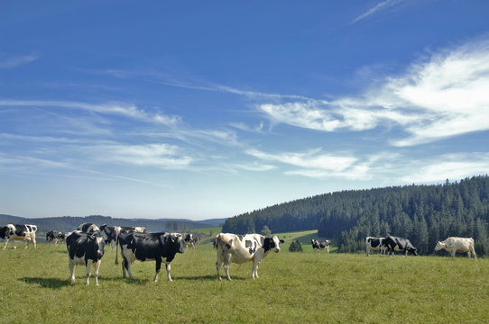 Milchk&uuml;he