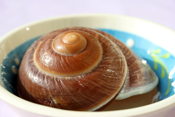 A brown snail-shell on a white and blue dinnerplate