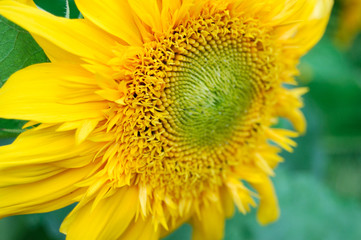 Fototapeta premium sunflower close-up