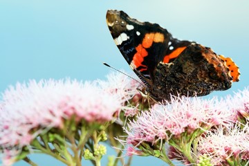 beautiful butterfly on of pink flowers