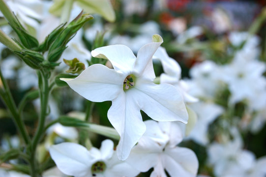 Nicotiana L