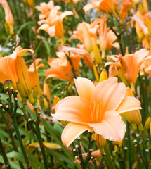 Close Up View of Orange Lilies With Green Foliage