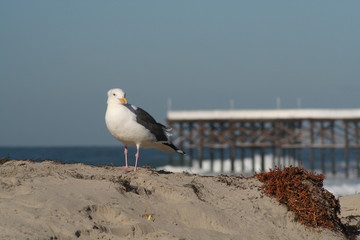 Seagull by the pier