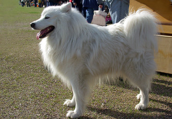 Großspitz