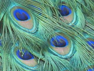 Peacock eye feathers