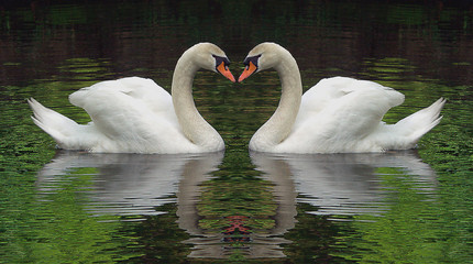 Schwanenherz Fotomontage © Otto Durst