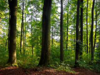 verträumte Waldlandschaft