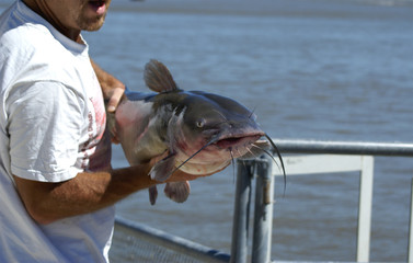 Prize catfish