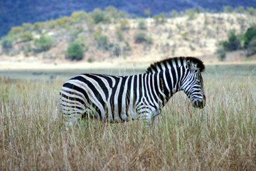 Resting Mountain Zebra