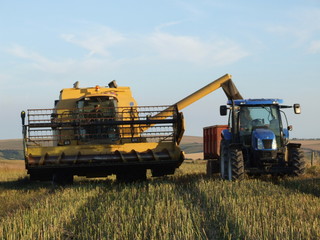 Fototapeta premium harvest