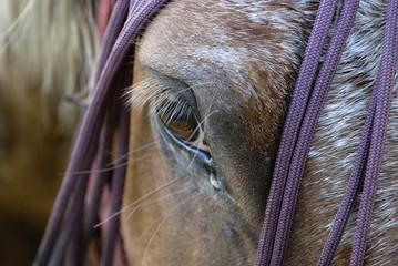 gros plan sur la tête d'un cheval