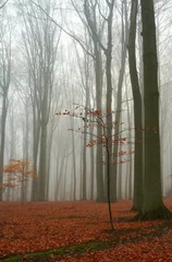 Plexiglas foto achterwand Misty autumn beech forest  ground covered by fallen leaves © MikLav