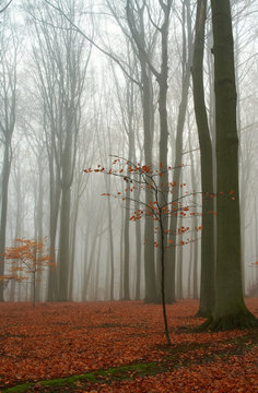 Misty autumn beech forest; ground covered by fallen leaves