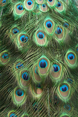 Plumage de paon