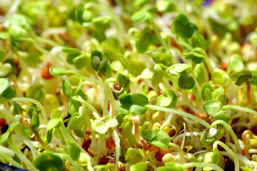 graines de radis germées