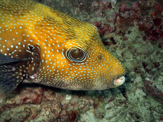 Tropical fish. Andaman sea. Similan islands