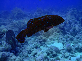 Obraz premium Grouper