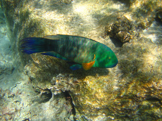 Fototapeta na wymiar Tropical fish.