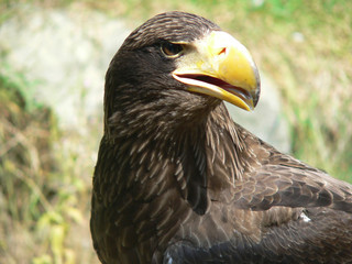 Eagle