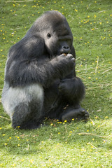 A silverback gorilla at feeding time in a zoo
