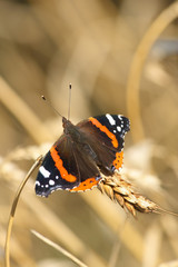 Red Admiral butterfly (Papilon Vulcain) 