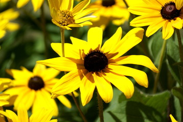 Black eyed susan flowers