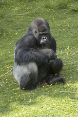 A silverback gorilla at feeding time in a zoo © MARK BOND