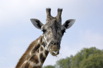 A portrait of a Giraffe with a blue sky background