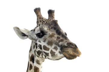 A portrait of a Giraffe isolated on white