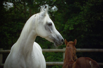 The White Arabian Mare and her colt foal close-up
