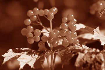 Christmas card picture