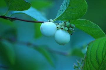 White Berry