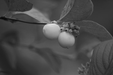 White Berry