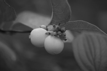 White berry