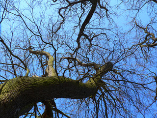 Fototapeta na wymiar Deutscher Baum