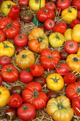 tomates rouges et jaunes