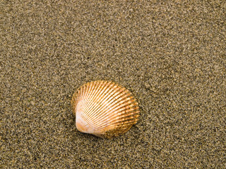 Mollusk shell laying in the beach sand