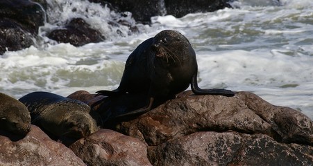Otarie à fourrure - Arctocephalus pusillus - Cape Cross