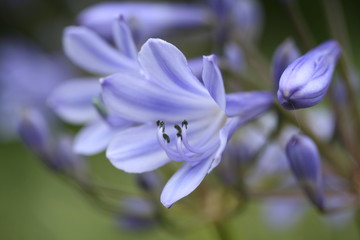 agapanthus flower