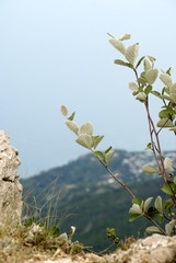 Leaf of a mountain bush. 
