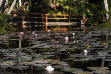Bridge in Paradise