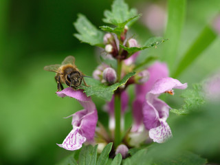 Bee on flower