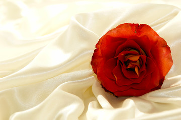 Red and yellow hybrid rose on soft white satin