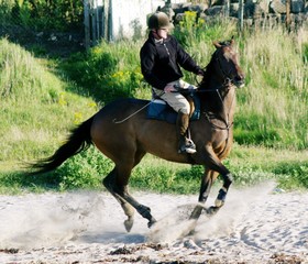 equine
