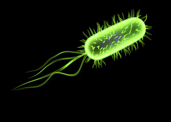 Fototapeta premium isolierte bakterie